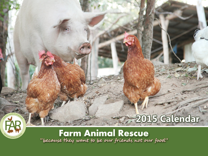 2015 Farm Animal Rescue Calendar Cover