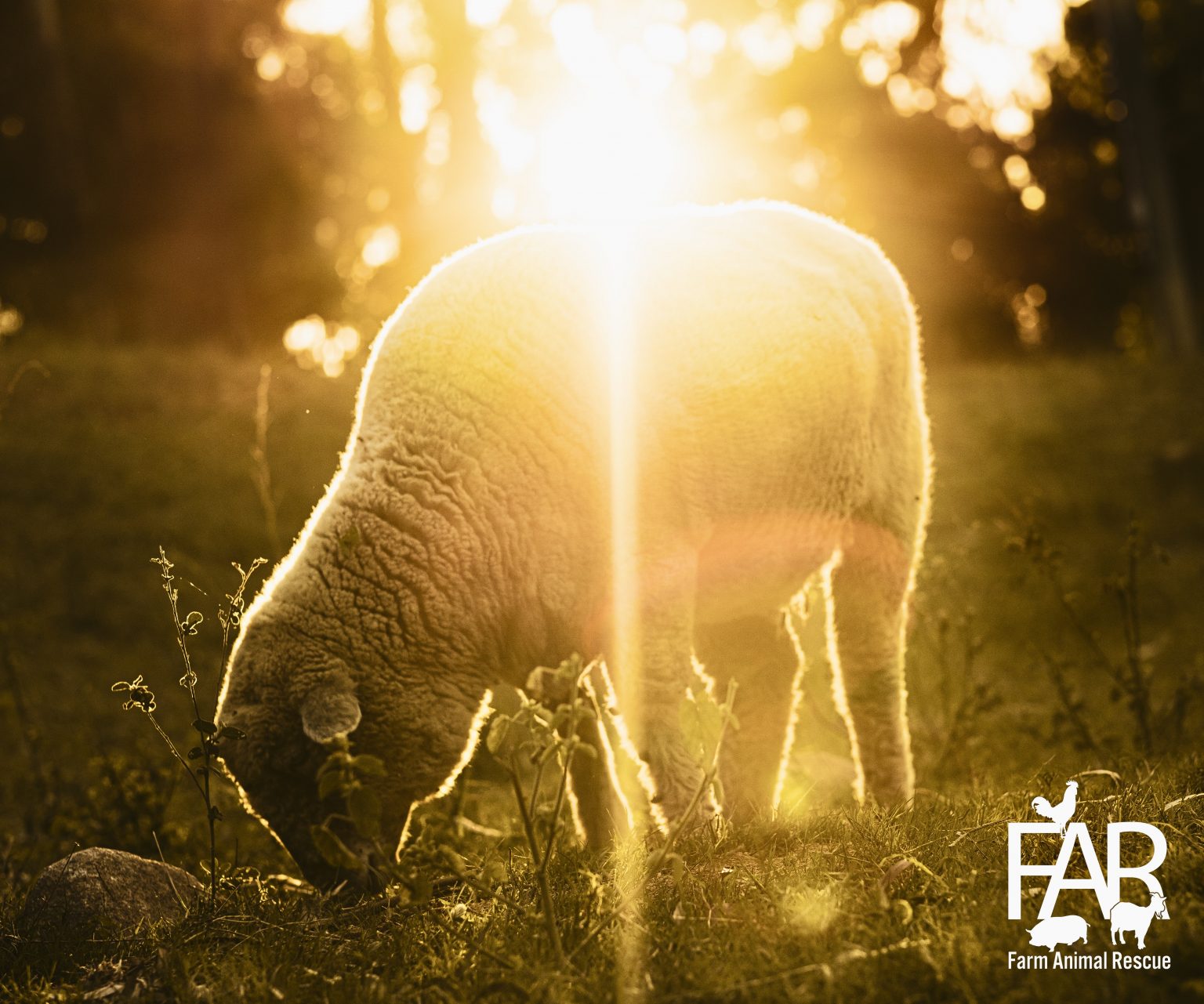 Sheep Farming Why We Rescue Sheep At Farm Animal Rescue