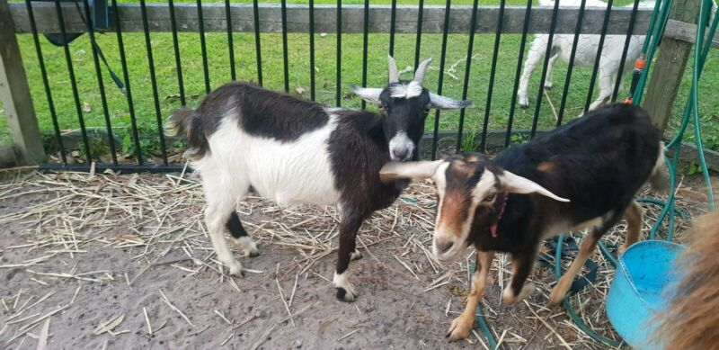 Lilly & Lucy - Farm Animal Rescue