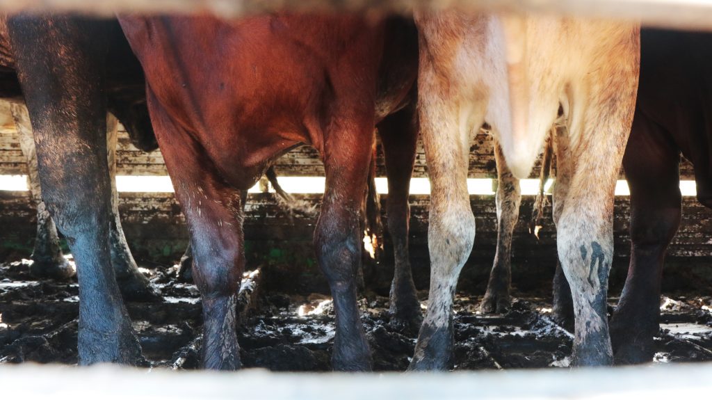 Roma cow in muck