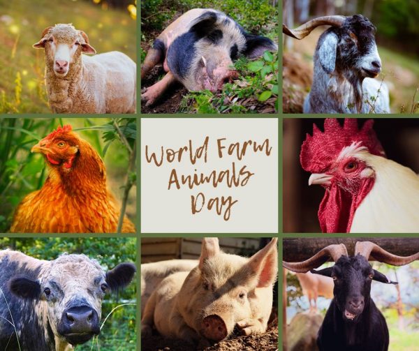 World Farm Animals Day Farm Animal Rescue